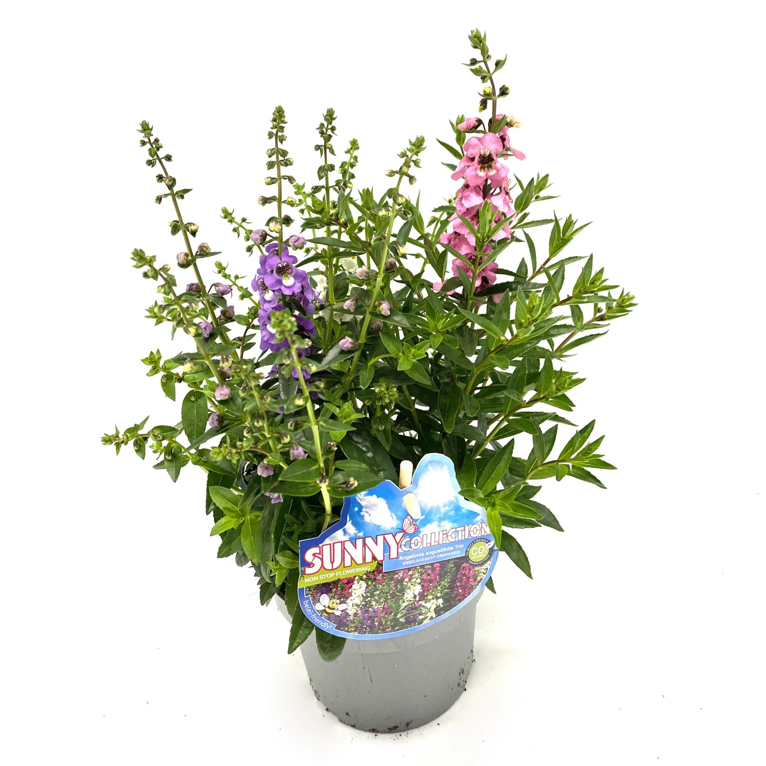 SommerLöwenmaul Trio TopfØ ca. 13 cm Angelonia kaufen bei OBI