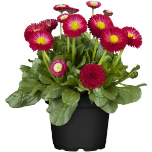 Gänseblümchen Rot im Topf, ca. 11 cm Ø. Bellis perennis als Frühjahrsbepflanzung.