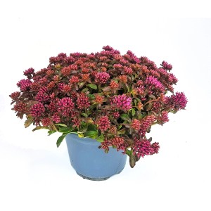 Fetthenne (Sedum) im Topf, dichte, purpurrote Blüten, robuste Gartenstaude für sonnige Standorte.