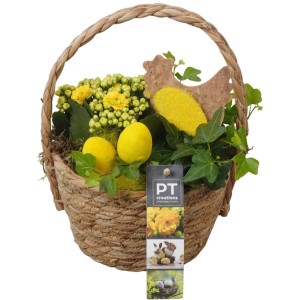 Pflanzenarrangement im Korb mit gelbem Flammendem Käthchen, Efeu, Deko-Eiern und Osterhenne.