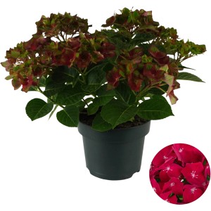 Gartenhortensie "Road Red" Rot Höhe ca. 30 - 40 cm Topf ca. 5 l