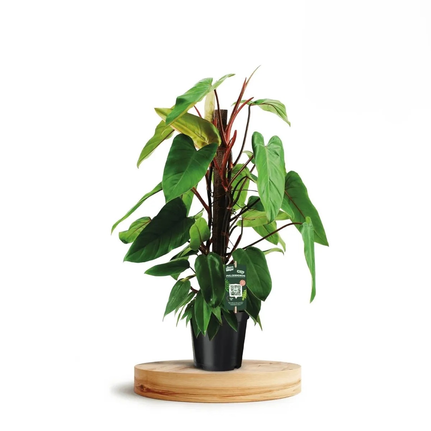 Baumfreund "Red Emerald" 2-fach Sortiert Hhe 70 cm Topf- 19 cm  Philodendron kaufen bei OBI