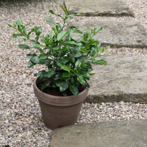 Kaffir-Limette (Citrus hystrix) im Topf, ca. 12 cm Ø, grüne Blätter. Kübelpflanze für sonnige Standorte.