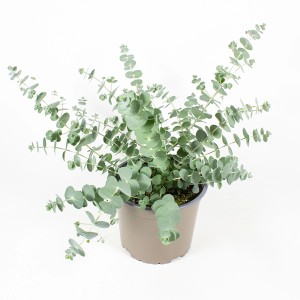 Silberblättriger Eukalyptus (Eucalyptus gunnii) im Topf, Kübelpflanze mit runden Blättern.