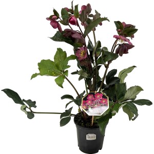 Helleborus Ice N Roses rot im Topf, ca. 15 cm Durchmesser. Winterblühende Christrose mit roten Blüten.