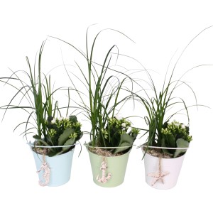 Arrangement mit Flammendem Käthchen, Elefantenfuß im Zinkeimer, maritime Deko.