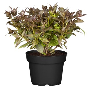 OBI Weigelie Ebnoy and Ivory im 3 l Topf, ca. 20-30 cm hoch, mit grün-purpurnen Blättern.