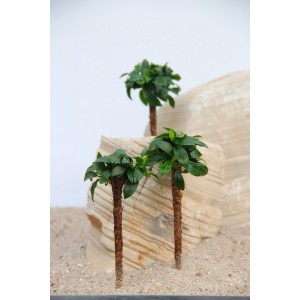 Drei Bonsai Palmen mit Anubias Barteri für ein Aquarium, platziert auf hellem Sand.