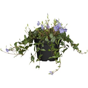 Kleinblättriges Immergrün Bowles Violett im Topf, eine attraktive Bodendecker-Pflanze.