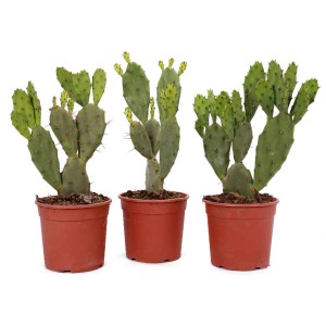 Drei Feigenkakteen (Opuntia vulgaris) im Topf, ca. 40-50 cm hoch. Trendige Kakteen für sonnige Standorte.