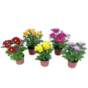 Chrysanthemen-Mix im Topf, verschiedene Farben. Herbstblüher für Balkon und Garten.