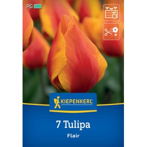 Kiepenkerl Tulpe Flair, einfache frühe Sorte mit rot-gelben Blüten, 7 Stück.