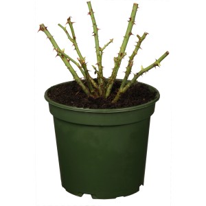 Beetrose Vitalmix im Topf, ca. 20-30 cm hoch, grüne Triebe mit Dornen, ohne Blüten.