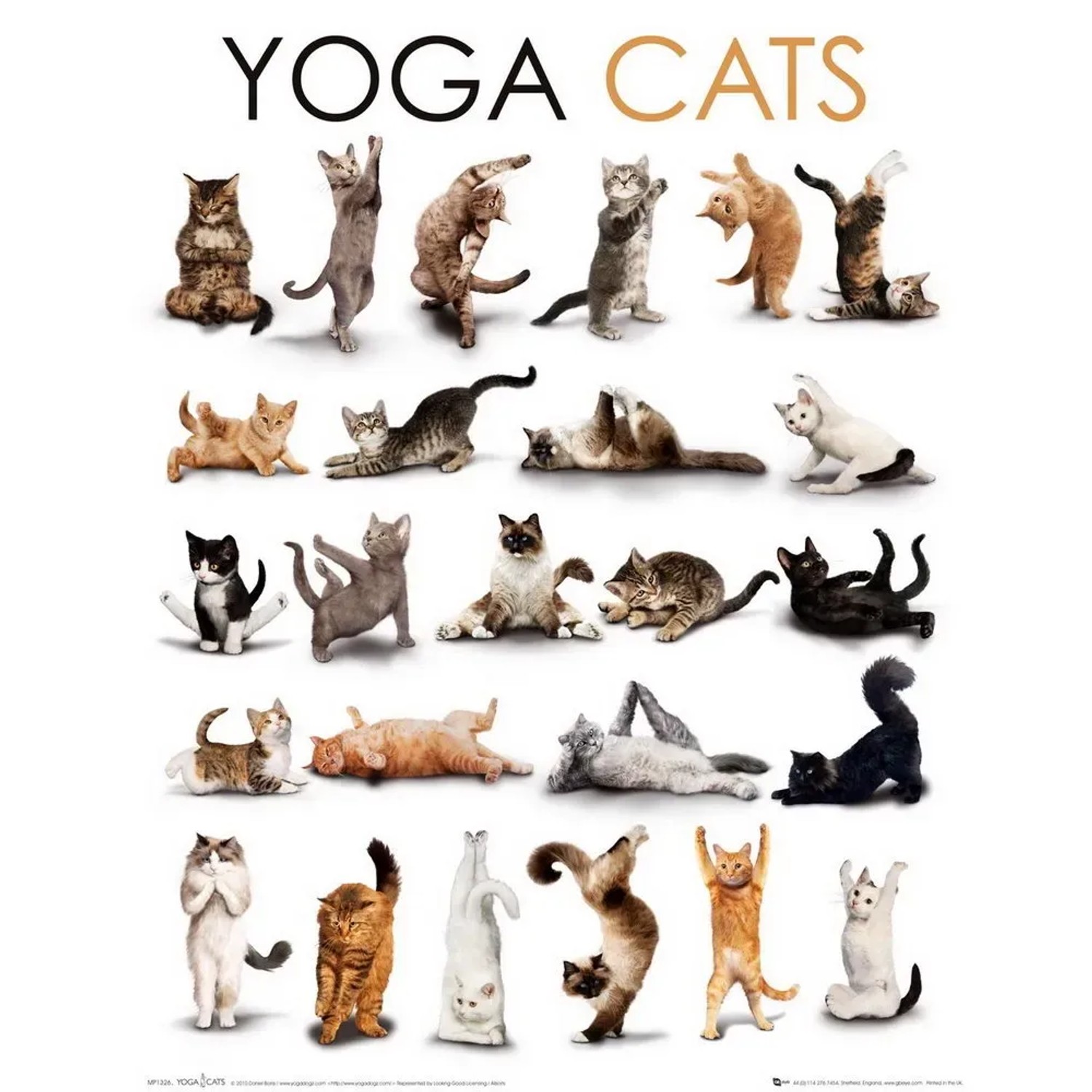 Fertigbild Deco Panel mit Katzen in Yoga-Posen, 40x50 cm. Wandbild für Wohnraum.