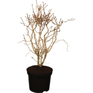 OBI Geschlitzte Kirsche "Kojou-no-mai" Rosa-Weiß Höhe ca. 30-40 cm Topf ca. 3l