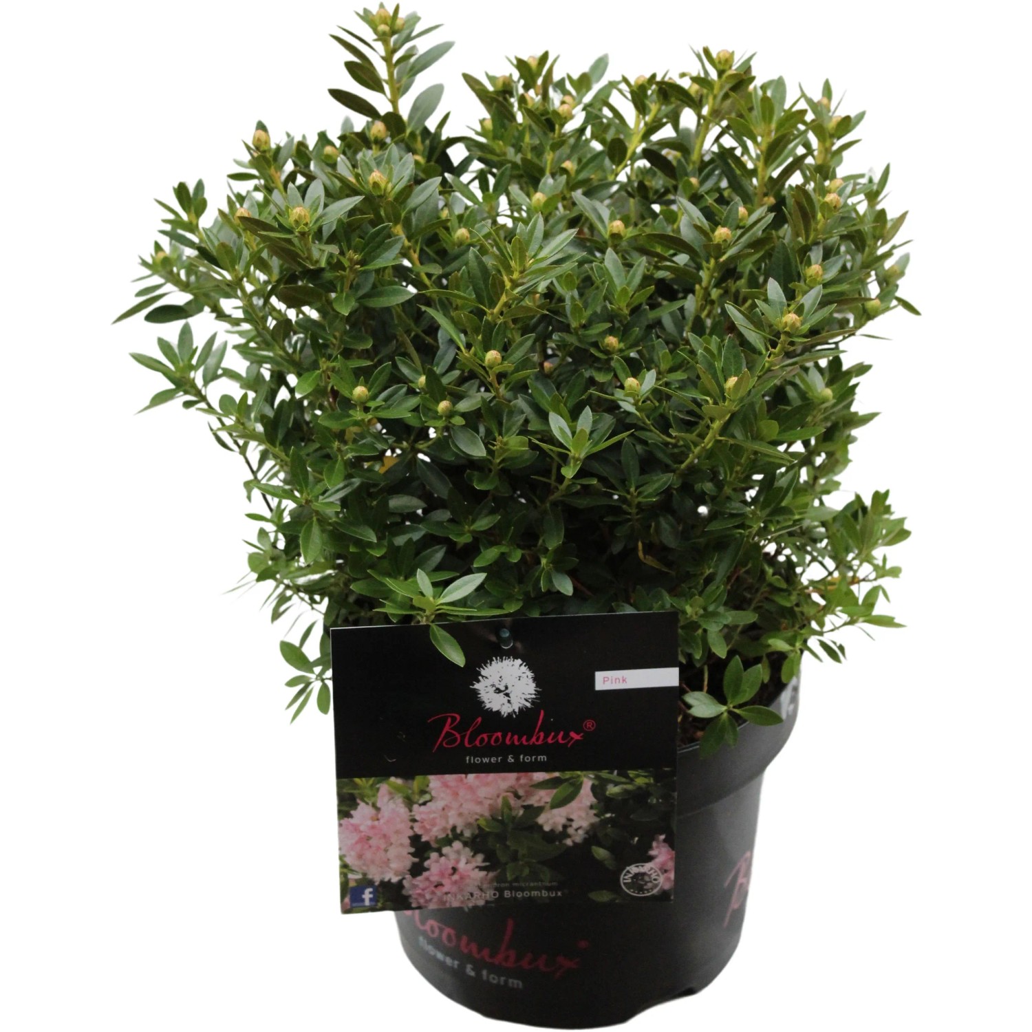 Zwerg-Rhododendron"Bloombux" Pink Hhe ca. 10 - 30 cm Topf ca. 5 l kaufen  bei OBI