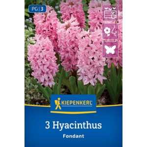 Kiepenkerl Hyazinthe Fondant: Zarte, hellrosa Blüten im Beet oder Kübel.