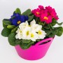 Kissen-Primel-Trio im Topf (Ø 23cm) mit blauen, weißen und pinken Blüten.