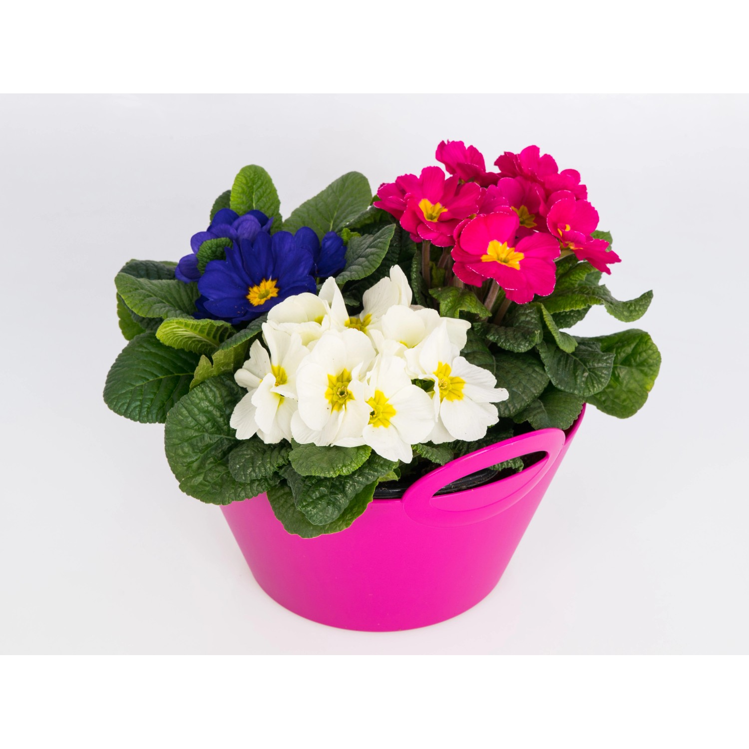 Kissen-Primel-Trio im Topf (Ø 23cm) mit blauen, weißen und pinken Blüten.