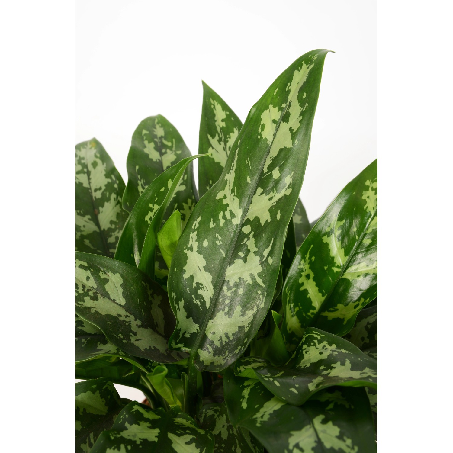 Kolbenfaden "Maria" Höhe ca. 40 45 cm TopfØ ca. 17 cm Aglaonema