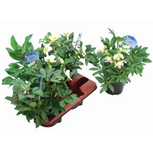 Christrose 'Christmas Carol' mit cremeweißen Blüten im Topf (ca. 11 cm Ø).