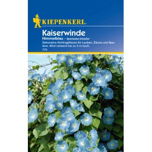 Kiepenkerl Kaiserwinde Himmelblau: Trichterförmige, blaue Blüten der Kletterpflanze.