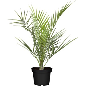 Kanarische Dattelpalme im Topf, ca. 25 cm hoch, von GROW by OBI. Kübelpflanze für Balkon und Terrasse.