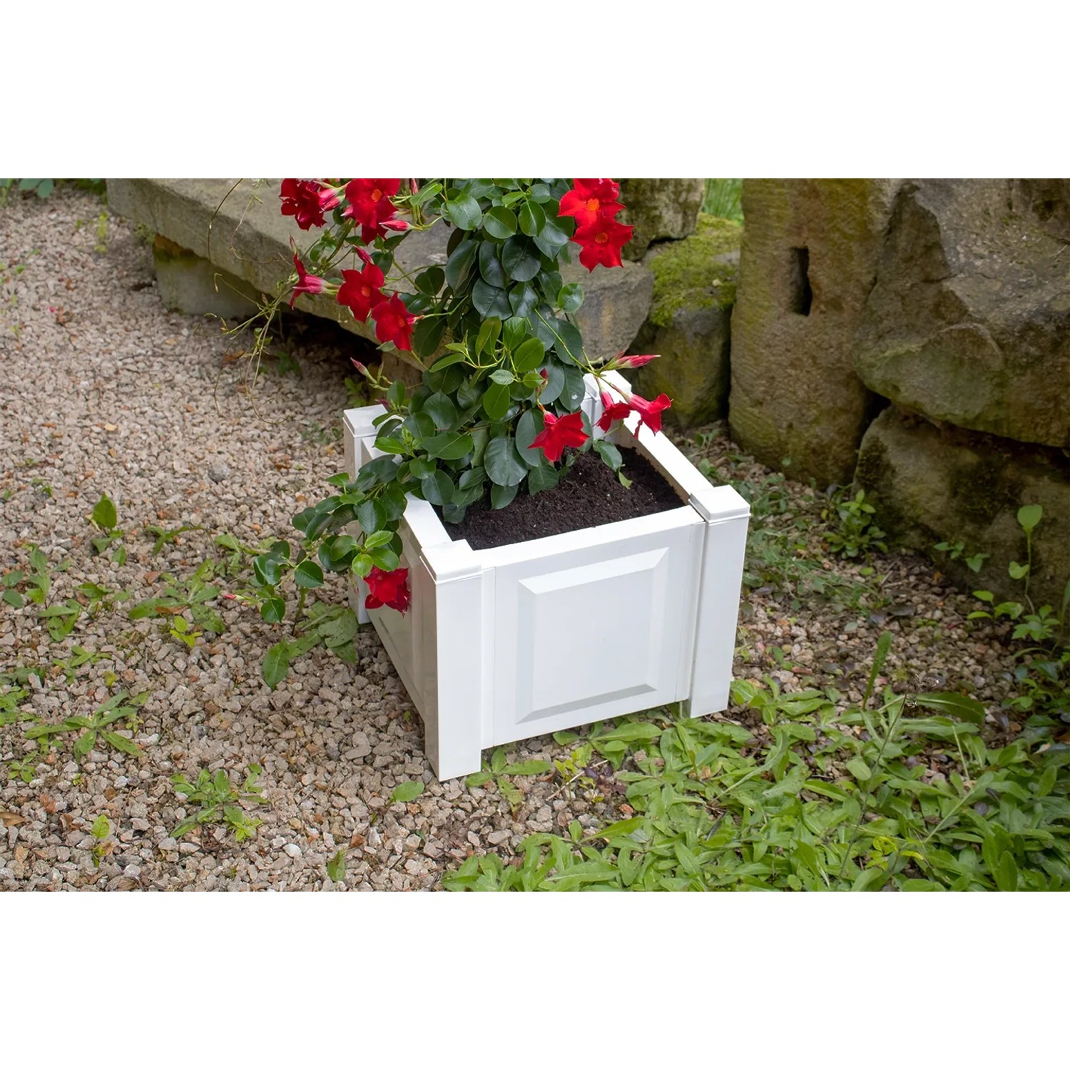 Quadratischer, weißer KHW Pflanzkasten mit roter Kletterpflanze im Garten.