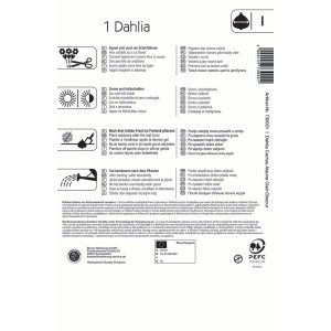 Kiepenkerl Splitt-Dahlie Alauna Clair Obscure, 1 Stück. Blumenzwiebel mit lilapurpurnen Blüten.