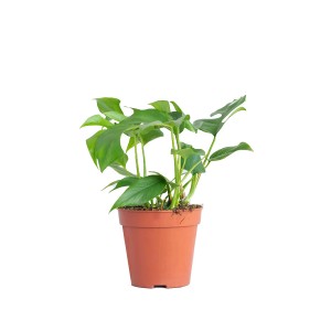 GROW by OBI Fensterblatt Höhe ca. 25-35 cm Topf Ø ca. 12 cm Monstera Minima
