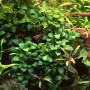 Dennerle Aquariumpflanze Anubias Bonsai, grüne Blätter im Aquarium.