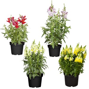 Löwenmäulchen als Stehpflanze im Topf, verschiedene Farben.