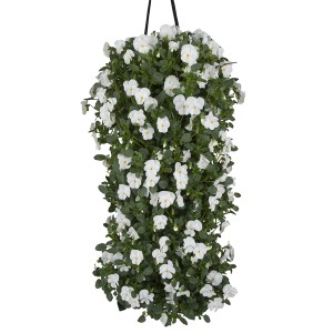 Hornveilchen Wandhänger mit weißen Blüten, ca. 45-50 cm lang, für Balkon und Terrasse.