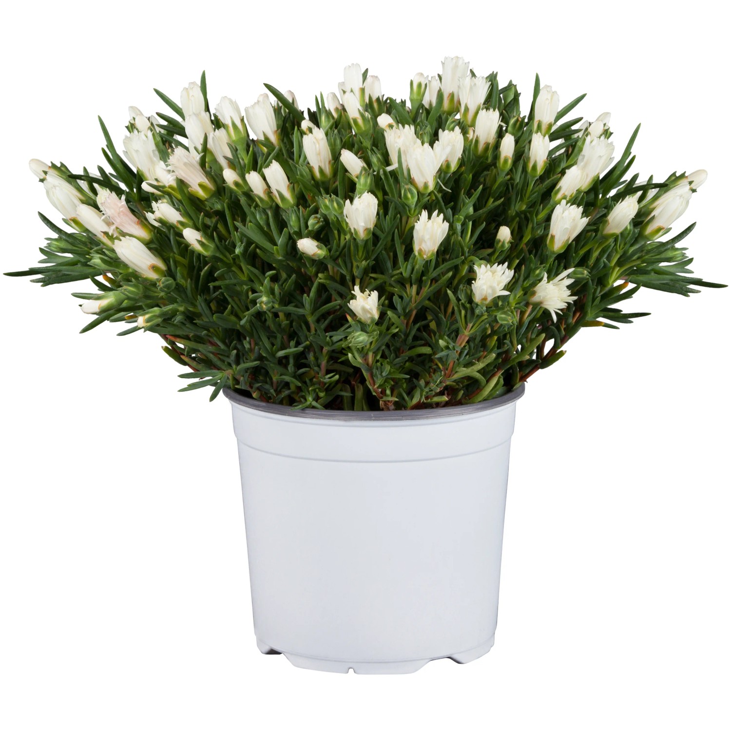 Mittagsblume torffrei Topf-Ø ca. 12 cm Delosperma cooperi kaufen bei OBI