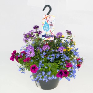 Calibrachoa Trio Ampel Aqua Easy mit bunten Blüten für Balkon und Terrasse.