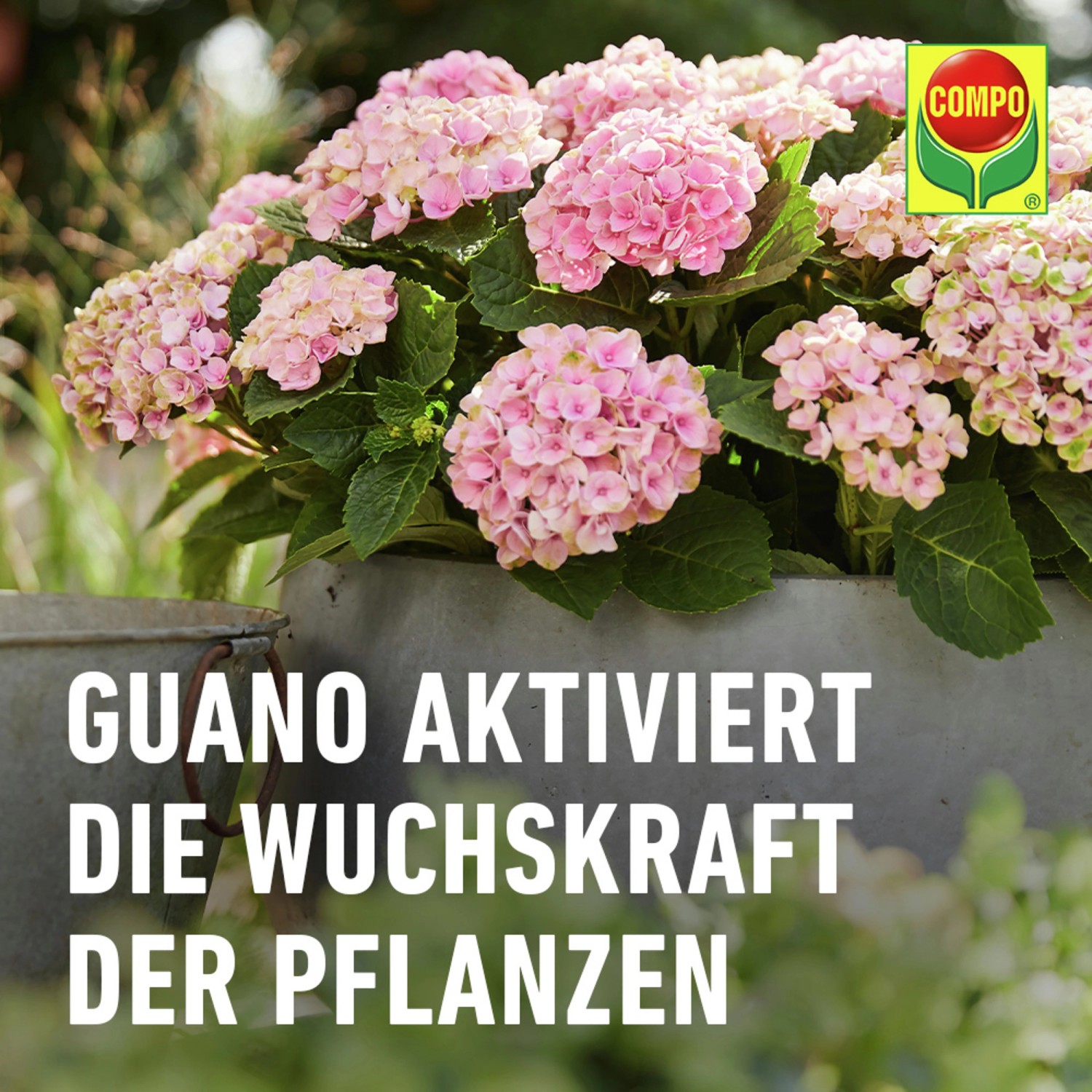 Compo Düngestäbchen für Balkon- und Kübelpflanzen mit Guano 30 Stäbchen_6