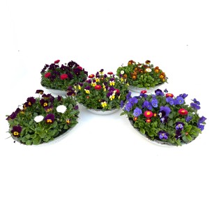 Blühendes Arrangement im Zinktopf (Ø 29cm) mit Hornveilchen und Tausendschön für Balkon und Terrasse.