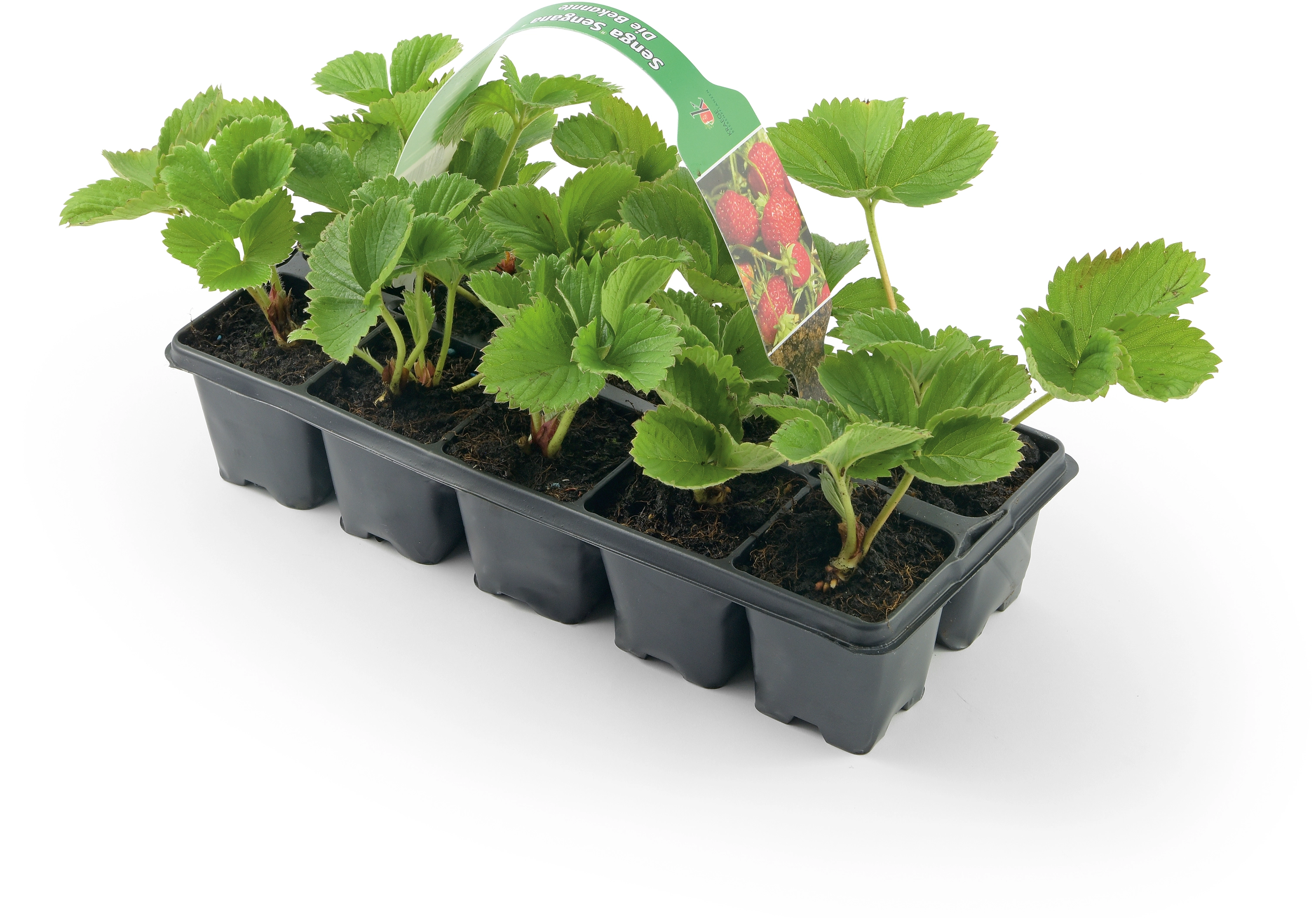 Erdbeere "Senga Sengana" Rot 10er Tray kaufen bei OBI