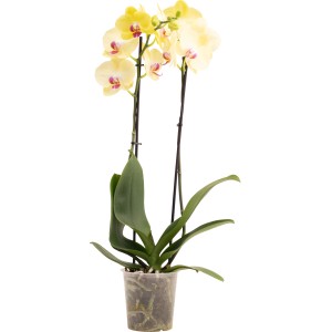 GROW by OBI Schmetterlingsorchidee "Miraflora" ca. 60 -70 cm Topf-Ø ca. 12 cm