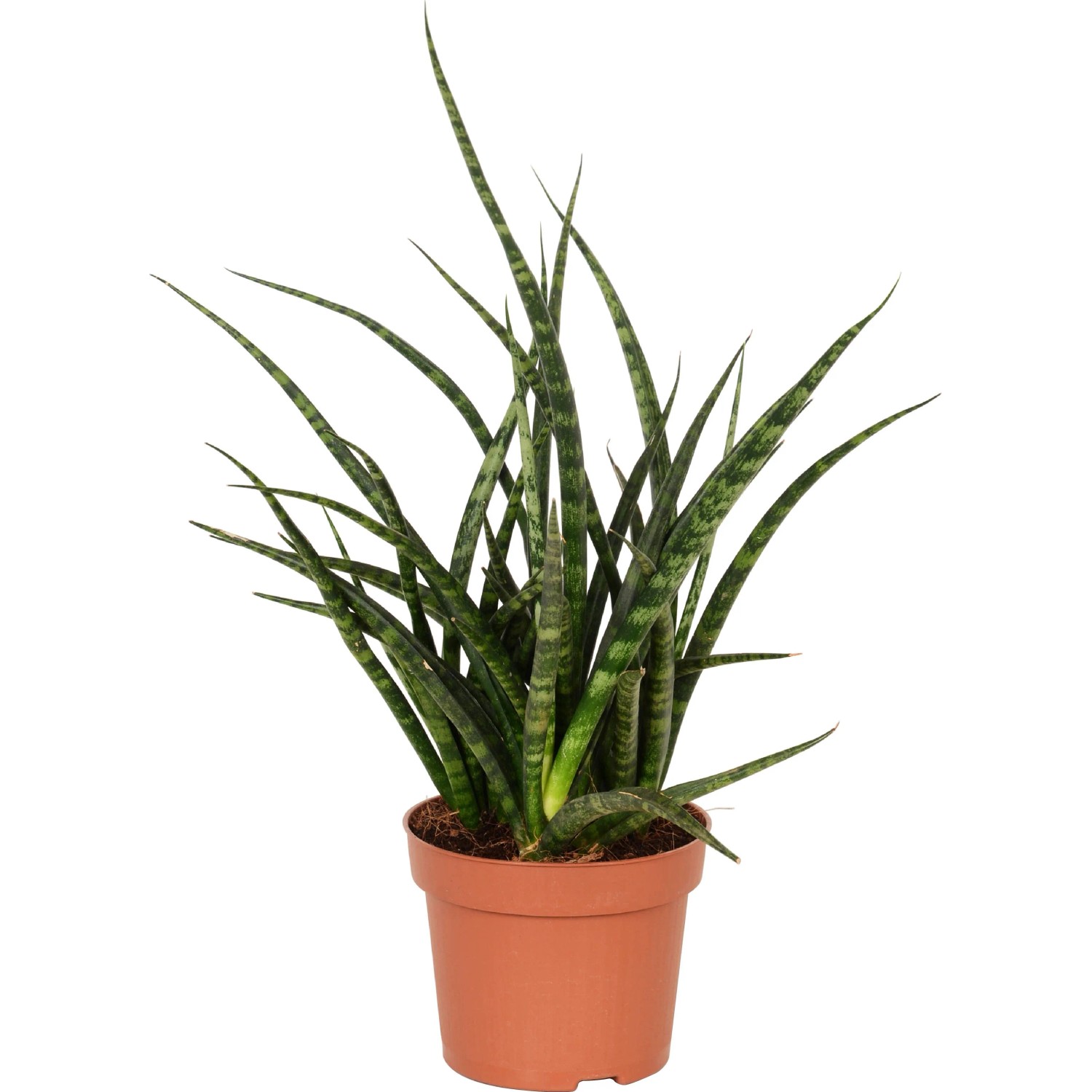 GROW by OBI Bogenhanf in Sorten Hhe ca. 40-45 cm Topf  ca. 12 cm  Sansevieria kaufen bei OBI