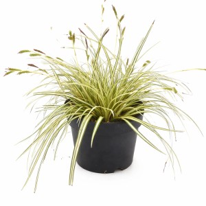 Grün-weiße Segge Carex osh. Everest im Topf. Ziergras mit gestreiften Blättern.
