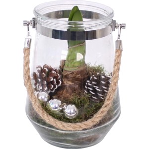 Winterarrangement mit Amaryllis im Glasgefäß Rot Topf-Ø ca. 16 cm