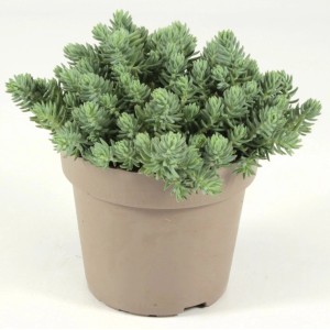 Fetthenne (Sedum) im Topf, ca. 15 cm Ø, von Grow by OBI. Pflegeleichte Staude für sonnige Standorte.