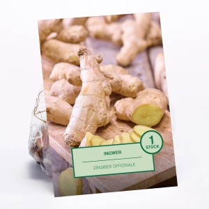 Ingwer (Zingiber officinale), 1 Stück, ideal zum Anpflanzen im Garten.