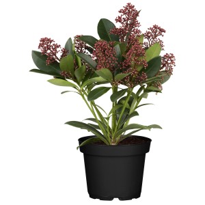 Japanische Skimmie 'Mica' im Topf mit roten Knospen und grünen Blättern.