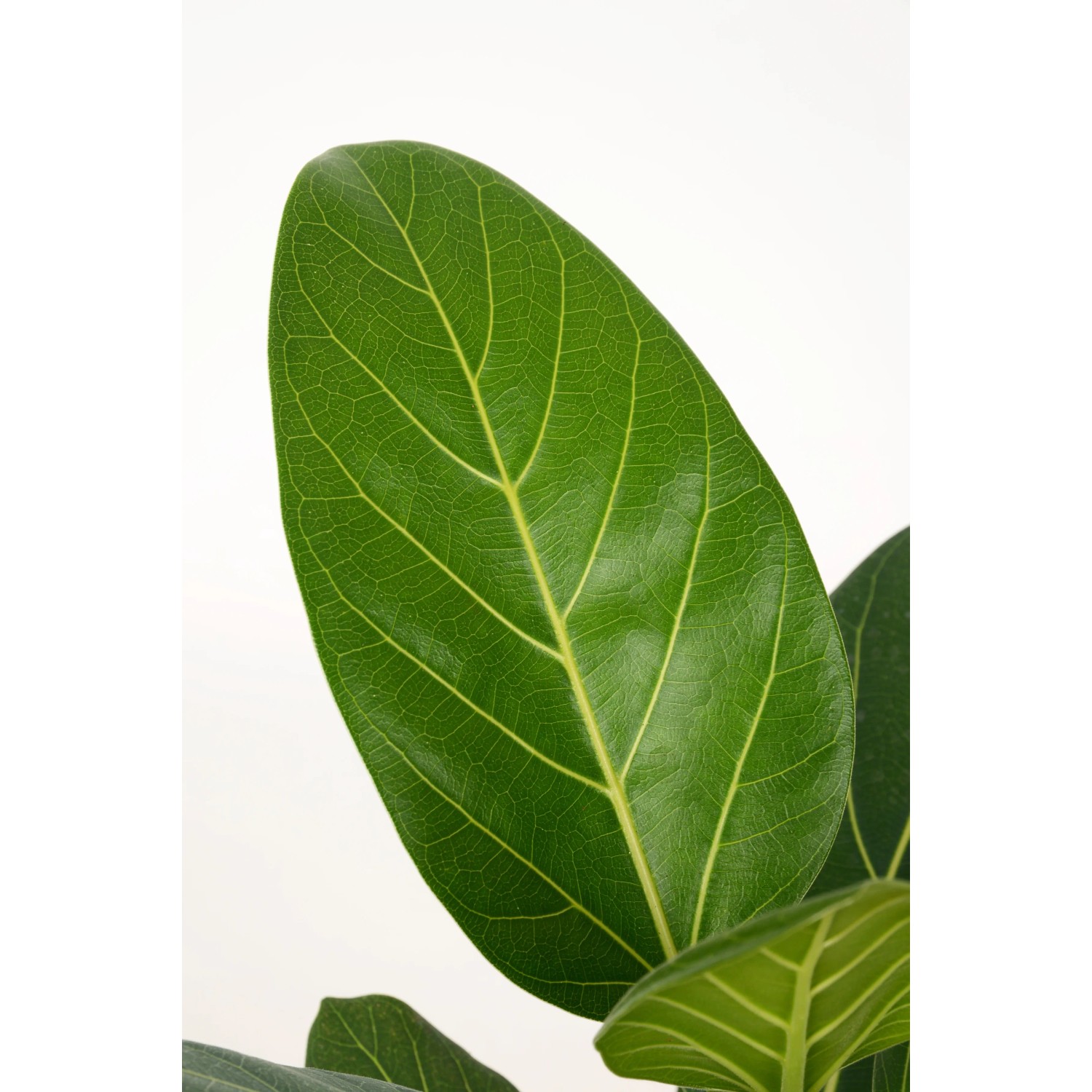 variegata Alocasia Frydek Variegata main image 0