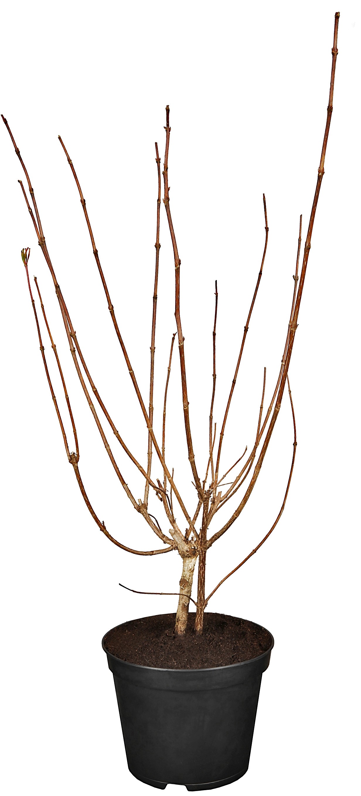 Weigelie '"Bristol Ruby" Rosarot Höhe ca. 80 100 cm Topf ca. 7 l