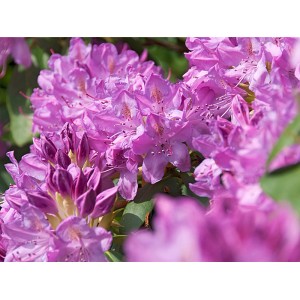 Nahaufnahme des rosa blühenden OBI Rhododendron Roseum Elegans.