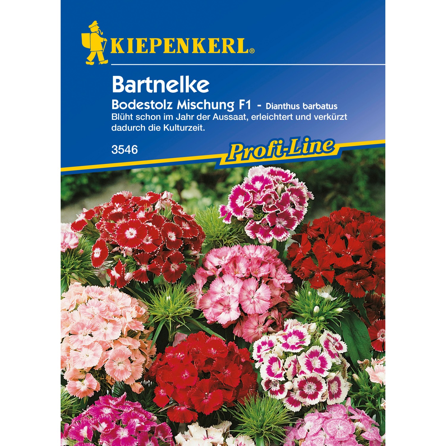 Bartnelken Bodenstolz Mischung kaufen bei OBI