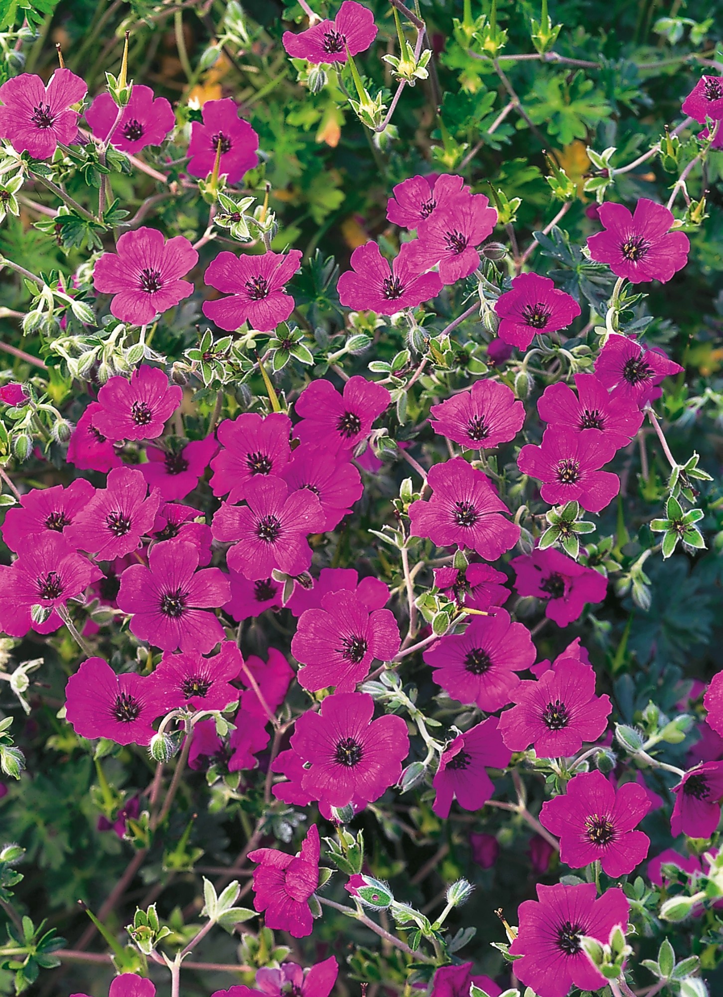 OBI GartenStorchschnabel Rosa TopfØ ca. 9 cm x 9 cm Geranium kaufen